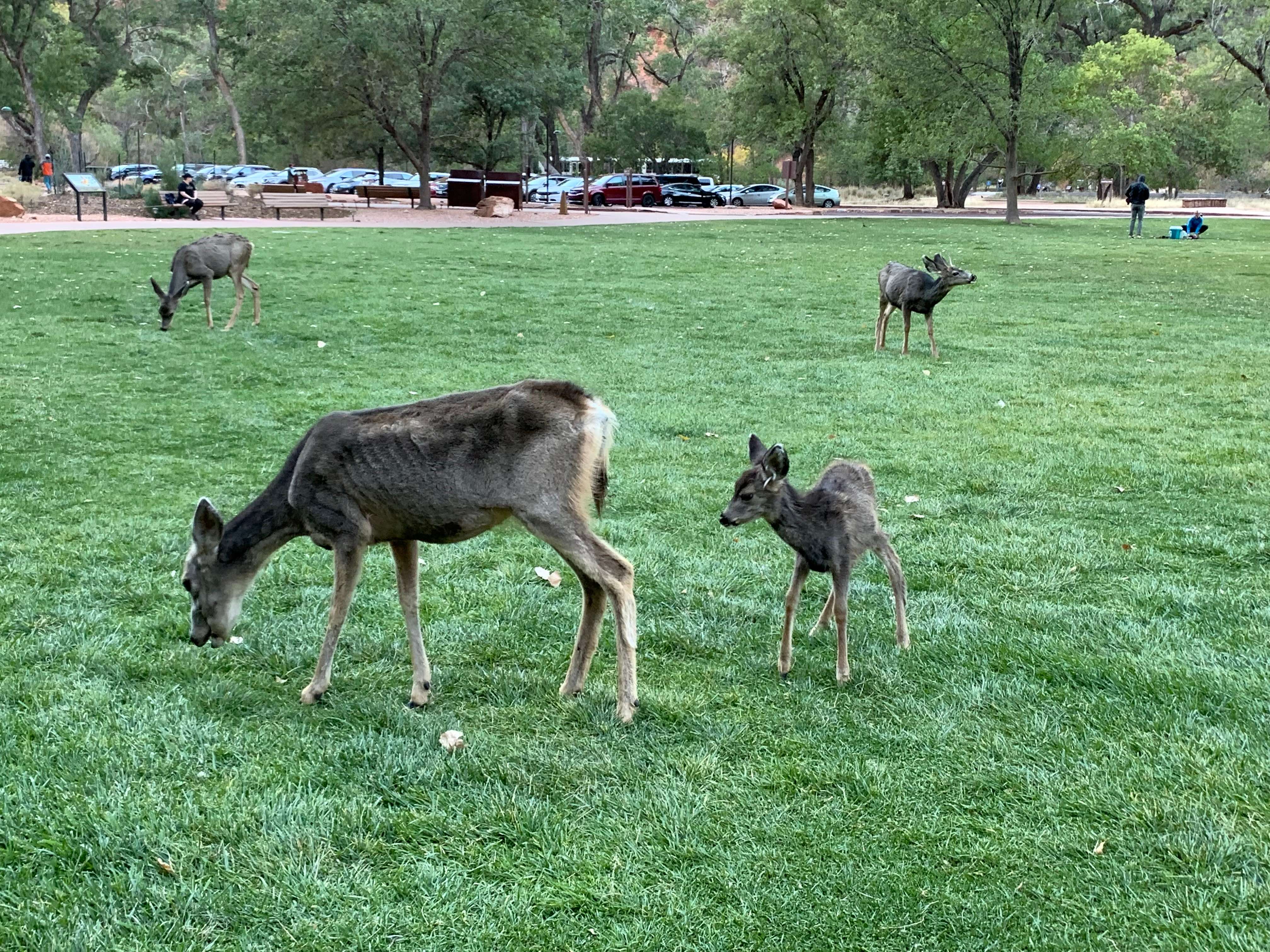 Zion NP